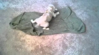 Maximoose Dries Himself Off