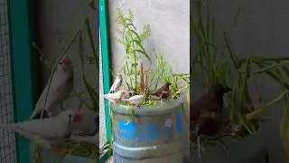 Beautiful finch birds 😍