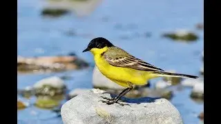 Black-headed Wagtail (Motacilla flava feldegg) - Cyprus