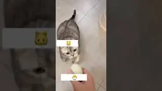 Making mom a cat (very funny)(confusing cat)