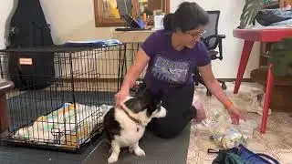 Recovery from IVDD surgery #ivdd #dogparalysis #hemilamonectomydog #dogsurgery #corgi #ivddcare