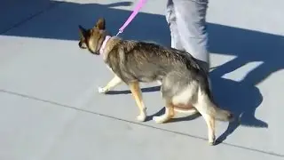 Dog lost at sea found weeks later