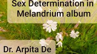 Sex Determination in Melandrium