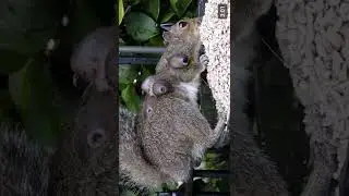 botfly on squirrel
