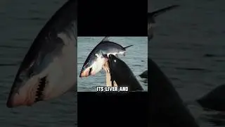 Why Great Whites Fear Orcas 🦈🐋 #wildlife