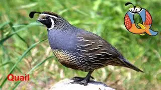 Animals start with Q / Alphabet animals / Q is for / abecedario en ingles / Alphabetimals / letter q