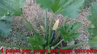 4 consigli pratici per un buon raccolto di zucchine 