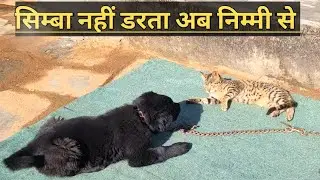 अब बिल्ली डरती सिम्बा से @bharatkdogs