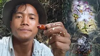 exploring wild,  #bamboorice #adventuretime edible food like bamboos, fish ,very rare  #insects.