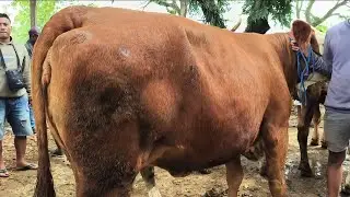 15 juta !! Babon Hamil Tua Seminggu Lagi Beranak !! Pasar Sapi Jatirogo 