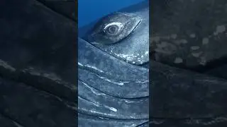 Eye contact with an ocean giant  #humpbackwhale #whale #tonga