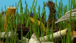 Timelapse footage of grass germination through ground covered by trash in macro
