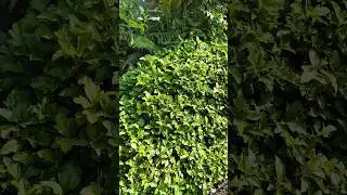 Home Garden Tour | Beautiful Home Garden in India | घर का सुंदर गार्डन ! shorts#trending#motivation