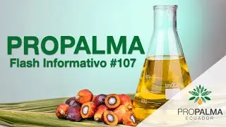 Flash Informativo #107 - Propalma