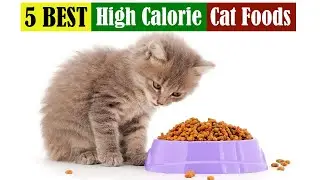 Best High Calorie Cat Foods of 2025 [Updated]