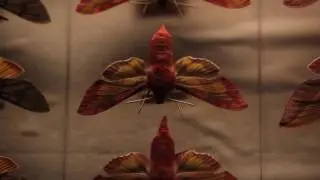 A Case of Moths