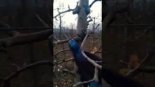 bosch professional pro pruner