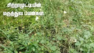 சிற்றாமுட்டியின் (குறுந்தொட்டி) மருத்துவ பயன்கள் | Health benefits of Sitramutti