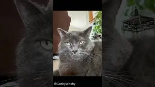 I dwid dis me self. #cat