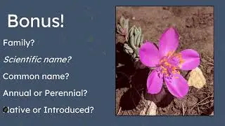 Plant ID Competition as a Tool for Cultivating Botanical Knowledge & Passion