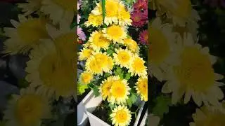 Small Flower Garden, Big Beauty 🌸😍 #gardening #flowerplants #garden #beauty #shortvideo