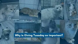 Giving Tuesday Campaign Video