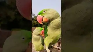 parrot price in india #parrot #india #price #flipkartshopping #tota #trending