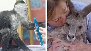 Visiting a Las Vegas Animal Sanctuary