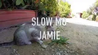 GoPro I Jamie Cat Slow Motion