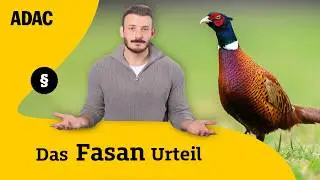 140 km/h Crash durch Vogel – Gericht entscheidet spektakulär | ADAC | Recht? Logisch!