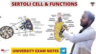 Sertoli Cell || Functions Of Sertoli Cell || MBBS , BDS , BMLT , DMLT , Nursing lecturers