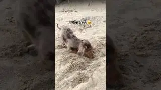 Once a shell collector always a shell collector 🥹 #dachshund #puppy #shorts #dachshundpuppy #dog