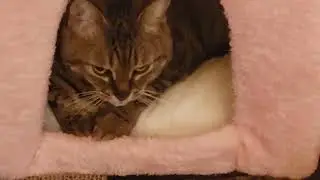 OUR KITTEN Flash inside her pink bunny bed #super cute.