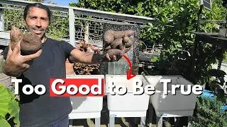 This Lazy Container Method Grows Sweet Potatoes for PENNIES!