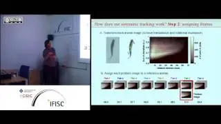 Decision-making in animal collectives