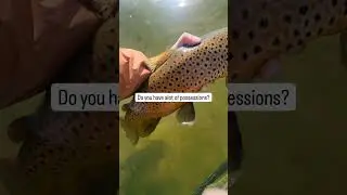 Are you a rich man? #shorts #follow #subscribe #fishing #sports #flyfish #angler #explore #life #fyp