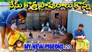 My New Pigeons How ist ? || Bought 10 pairs of breeding pigeons || Small pigeon farming