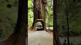 Drive-thru #redwood tree