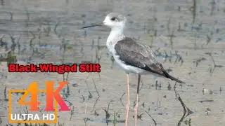 black-winged stilt behavior