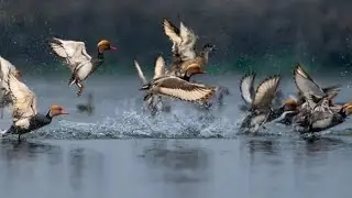 Gogabeel Lake#Bihar&rsquo;s 15th Protected Area and also state&rsquo;s first Community Reserve🦅