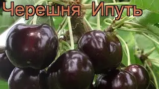 Черешня средний Ипуть (cerasus avium iput) 🌿 черешня Ипуть обзор: как сажать саженцы черешни Ипуть
