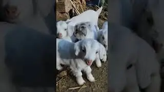 cute memena ke bache
