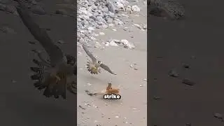 Can This Fox Escape The Falcon's Attack?