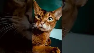 Happy cat purring