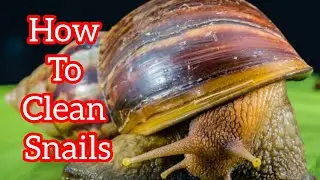 Authentic Method of Cleaning Snail // How To Clean Snails With Salt & Alum