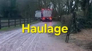 From Mart to Shed to Truck &mdash; Cattle Everywhere