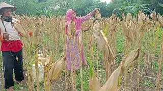 Panen jagung faritas NK, perkasa 