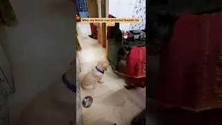 PoV : When grandmother is over protected 😇 #labrador #anju