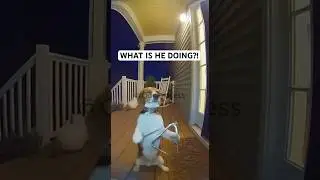 Dog Rings the Bell&hellip; Then Attacks 😳🐶🔔