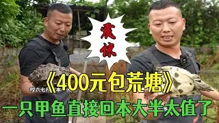 花400塊幫粉絲包個荒塘，壹只甲魚直接回本大半太值了#小飛哥#三農 #鄉村守護人 #新農人計劃2026 #戶外 #包塘